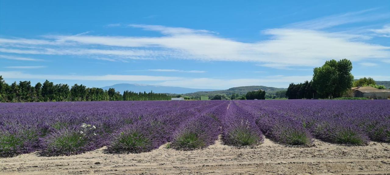 Bed and Breakfast La Bastide Des Arts Saumane-de-Vaucluse Exterior foto